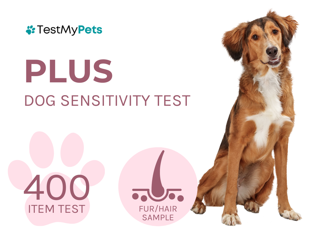 Dog Plus Test
