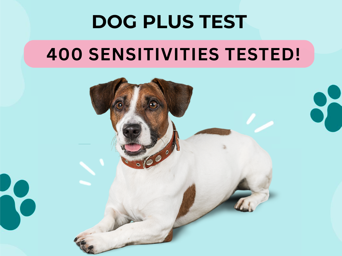 Dog Plus Test
